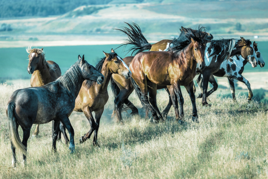 Cavalli selvaggi al galoppo — la Prima Fatica di Ercole